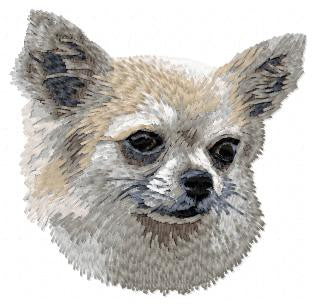 Chihuahua 5