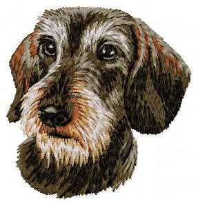 Dachshund 4