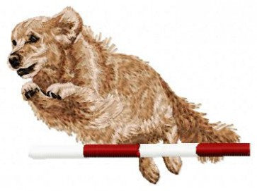 Golden Retriever - Agility