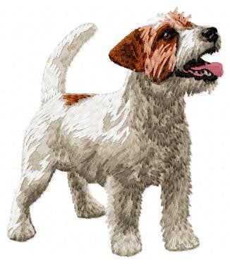 Jack Russell Terrier 1