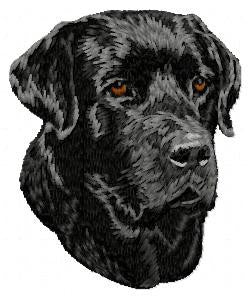 Labrador Retriever 13