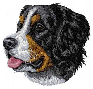 Bernese Mountain Dog 4