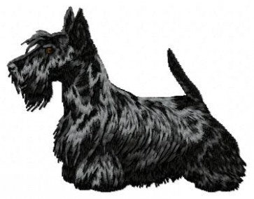 Scottish Terrier 2