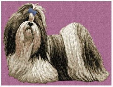 Shih Tzu 3