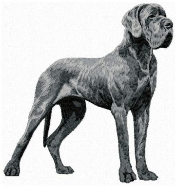 Deutsche Dogge 1