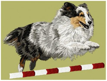 Sheltie - Agility