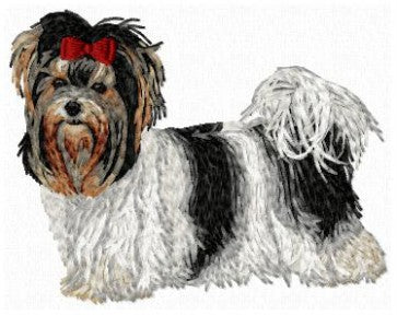 Yorkshire Terrier 1